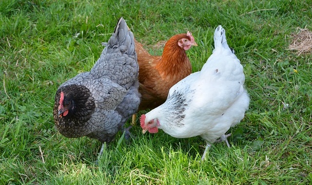 hens-3420126_640