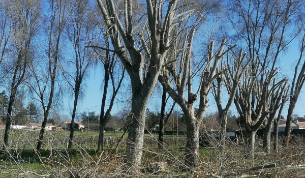 Elagage d’arbres au Fief des Groies