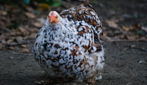 Influenza Aviaire (Grippe Aviaire) – Passage en risque élevé