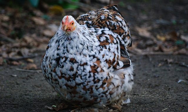 courtyard-3139448_640